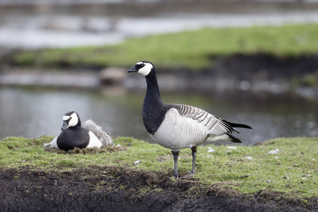 白额黑雁，branta leucopsis