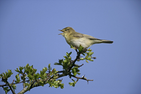 杨柳莺 phylloscopus 蜂鸟