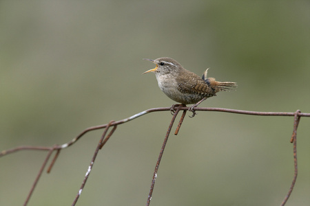 鹪鹩，troglodytes troglodytes