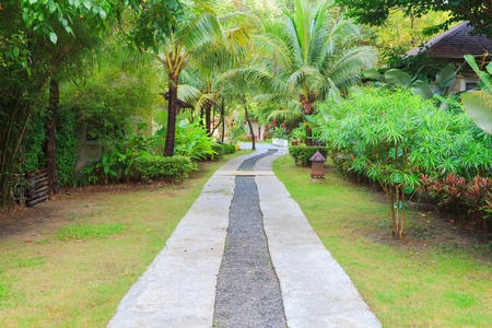 在植物园中的路径图片