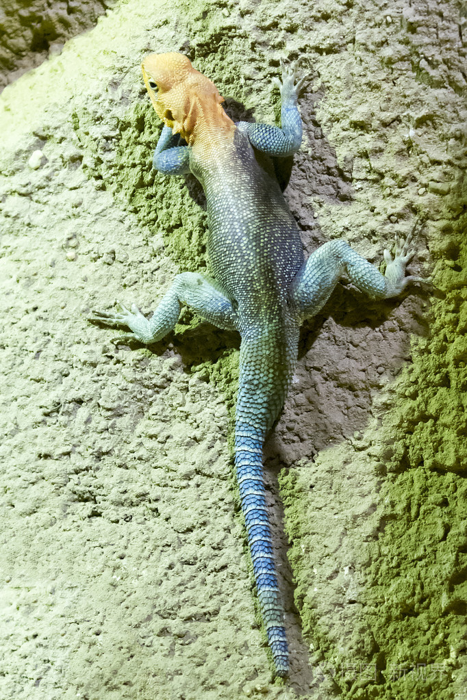 红头岩鬣蜥鬣蜥鬣蜥