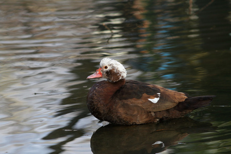 番鸭在池塘里图片