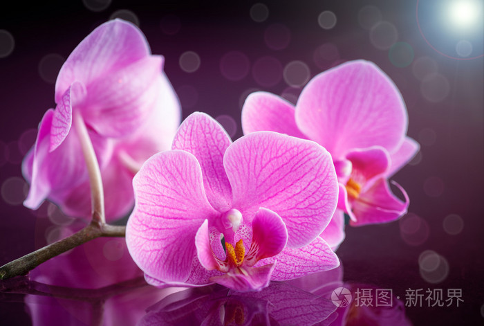 美丽的一枝蝴蝶兰照片 正版商用图片1edjba 摄图新视界