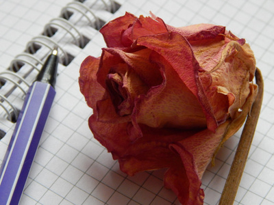 干玫瑰的笔记本和一支钢笔图片
