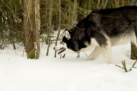 一条狗在树林里的冬天