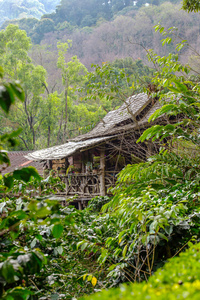 在泰国的丛林森林的咖啡种植园里的房子