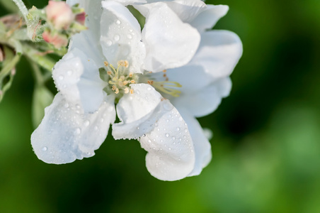 对花苹果一滴水