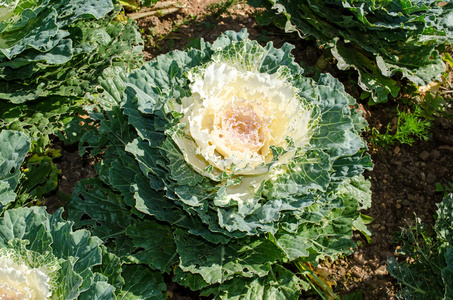 长寿卷心菜 科学名称 芸薹属混合。色拉蔬菜