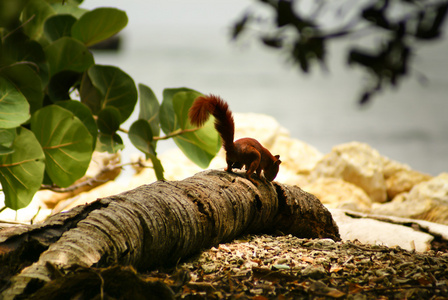 红松鼠在岛的穆库拉，哥伦比亚