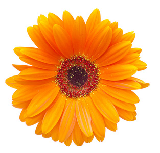 在白色背景上孤立的非洲菊花卉照片