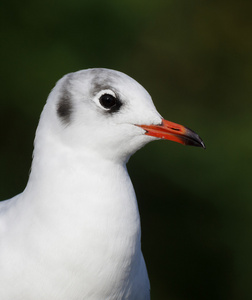 大嘴鸥嘴鸥嘴鸥冬天衣服坐在安静的水面上嘴鸥上面蓝色的大海嘴鸥剪嘴