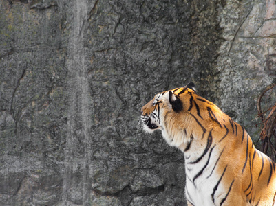 东北虎在动物园里瀑布