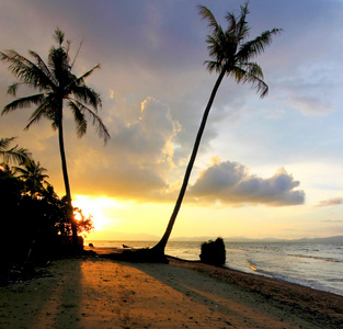 马来西亚沙巴，婆罗洲，日落时分的棕榈树的剪影