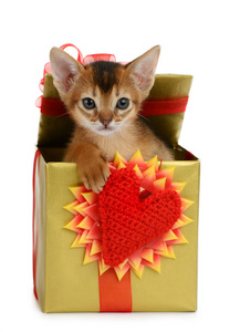 情人节主题小猫在一个礼物盒