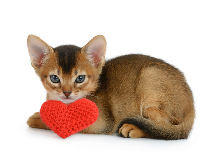情人节主题小猫，长着红色的心分离