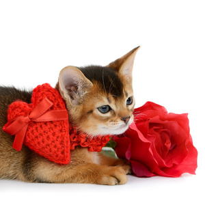 红色的心与玫瑰情人节主题小猫