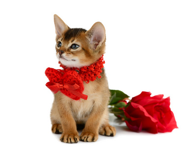 红色的心与玫瑰情人节主题小猫
