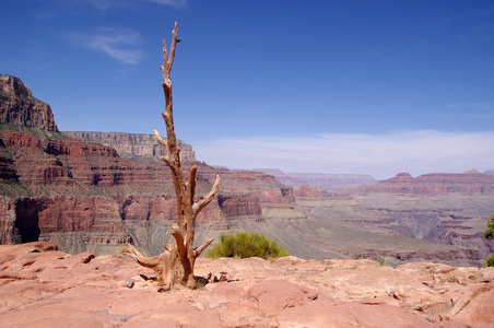 孤独的枯树，在大峡谷