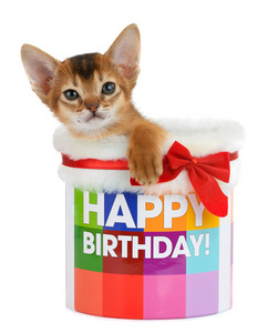小猫正坐在一个生日快乐桶