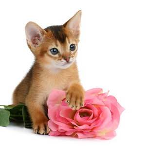 情人节主题小猫，长着粉红色的玫瑰
