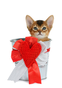 情人节主题小猫正坐在一银桶