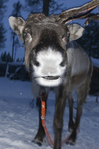 驯鹿肖像冬天下雪的时候
