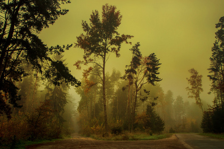 秋天的森林在雾中
