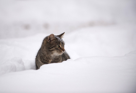 在雪地里的斑纹猫