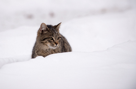 在雪地里的斑纹猫