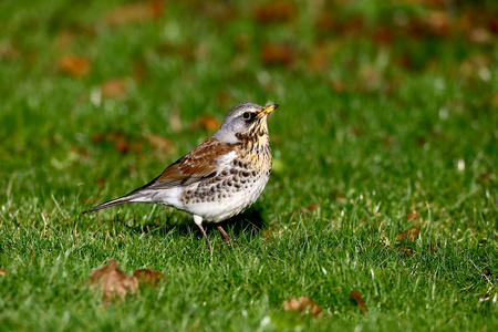 fieldfare，鸫 pilaris