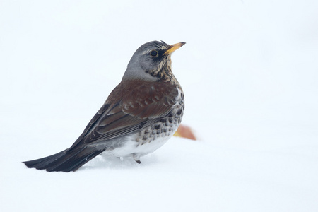 fieldfare，鸫 pilaris