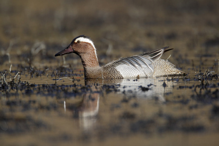 garganey，纳斯 querquedula