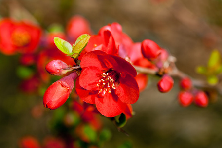 红色的春天的花朵