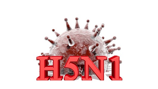 H5n1 病毒