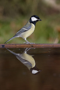 大山雀，parus 主要