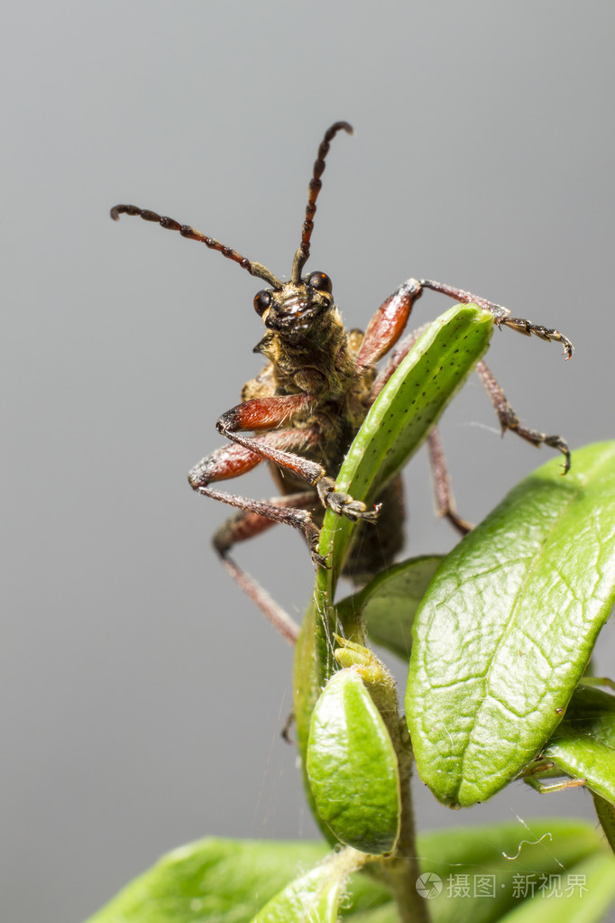 黑斑钳子支撑甲虫rhagiummordax