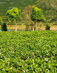 绿茶叶种植园字段图片