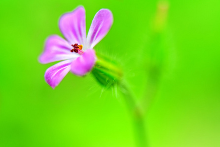 紫丁香花宏