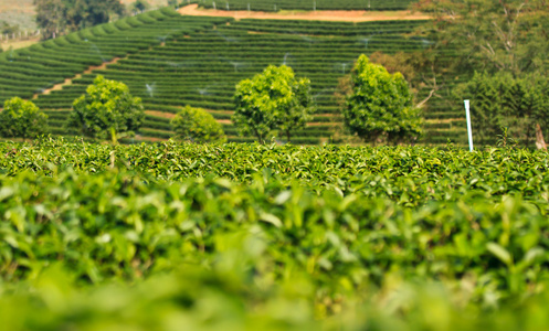 绿茶叶种植园字段图片