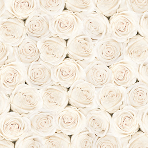 背景的白色明亮美丽的玫瑰