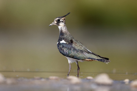 北田凫，vanellus vanellus