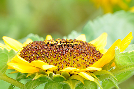 金葵花