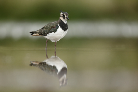 北田凫，vanellus vanellus