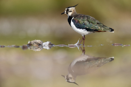 北田凫，vanellus vanellus