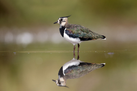 北田凫，vanellus vanellus