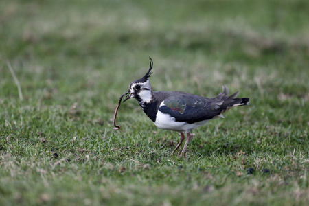 北田凫，vanellus vanellus