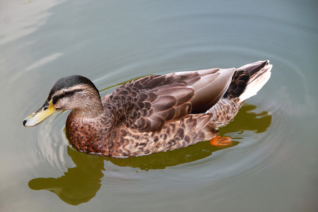 特写,选择性聚焦.麝香鸭的小鸭子.