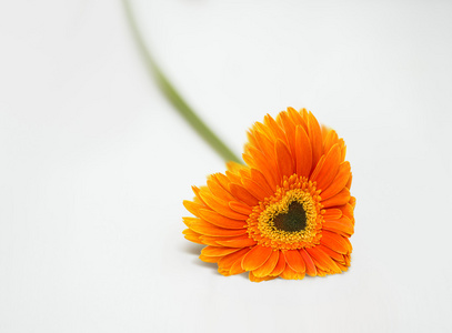 橙色雏菊非洲菊白色桌上的心