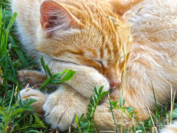 一只漂亮的猫睡在草地上