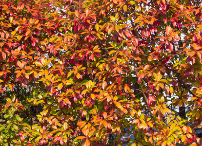树篱被秋天的落叶